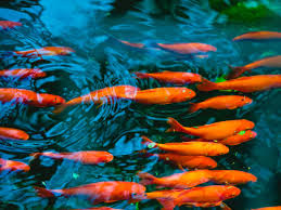 Orange Fish Jigsaw