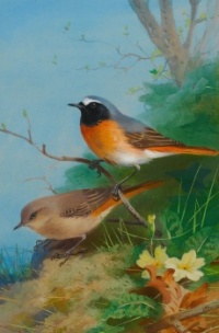 Desenhos de Pair Of Redstarts Jigsaw Puzzle para colorir