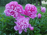 Peony Flower Jigsaw Puzzle 4