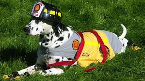 Pet Fire Safety Jigsaw Puzzle
