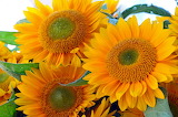Photo Sunflowers Jigsaw Puzzle