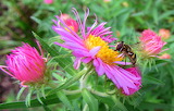 Pink Asters Flower Jigsaw Puzzle