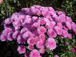 Desenhos de Pink Crizanteme Flower Jigsaw Puzzle para colorir