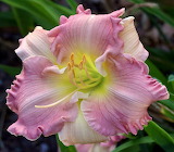 Desenhos de Pink Daylily Flower Jigsaw Puzzle para colorir