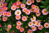 Pink Flowers Jigsaw Puzzle 2