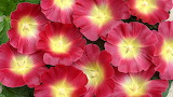 Pink Flowers Mallow Jigsaw Puzzle