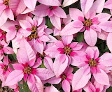 Pink Poinsettia Flower Jigsaw Puzzle