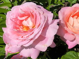Pink Rose Jigsaw Puzzle