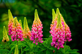 Pink Yellow Lupines Jigsaw Puzzle