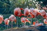 Desenhos de Pinkie Flamingos Jigsaw Puzzle para colorir