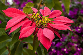 Poinsettia Flower Jigsaw Puzzle