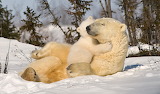 Polar Bear With Cubs Jigsaw Puzzle