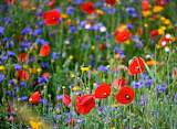 Poppy Field Jigsaw Puzzle