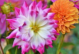 Pretty Dahlia Jigsaw Puzzle