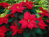 Desenhos de Pretty Poinsettia Flower Jigsaw Puzzle para colorir