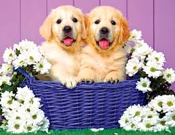 Puppy Basket of Love Jigsaw Puzzle