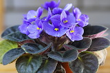 Purple African Violet Jigsaw Puzzle