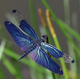 Desenhos de Purple Blue Dragonfly Jigsaw Puzzle para colorir
