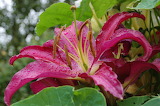 Purple Lily Oriental Jigsaw Puzzle