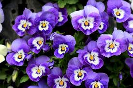 Desenhos de Purple Pansies Winter Flower Jigsaw Puzzle para colorir