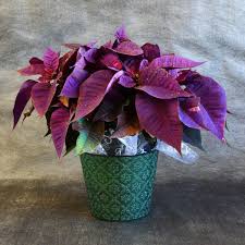 Desenhos de Purple Poinsettia Jigsaw Puzzle para colorir