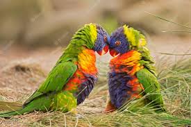 Rainbow Lorikeet Jigsaw Puzzle 2