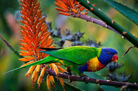 Rainbow Lorikeet Jigsaw Puzzle