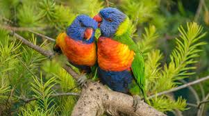 Rainbow Lorikeet Love Jigsaw Puzzle