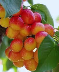 Rainier Cherries Jigsaw Puzzle