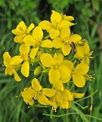 Rapeseed Flower Jigsaw Puzzle