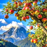 Desenhos de Red Apples Jigsaw Puzzle para colorir