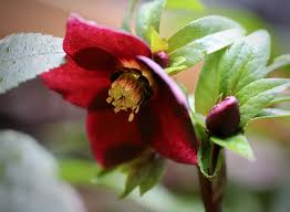 Desenhos de Red Christmas Rose Jigsaw Puzzle para colorir