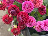 Desenhos de Red Dahlias Jigsaw Puzzle para colorir