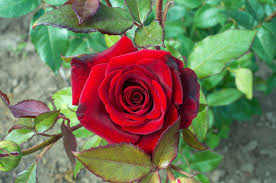 Red Rose Jigsaw Puzzle