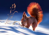 Red Squirrel in Snow Jigsaw Puzzle