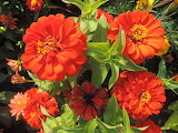 Red Zinnia Flowers Jigsaw Puzzle