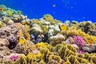 Reefs Coral Triangle Jigsaw Puzzle