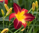 Desenhos de Ruby Daylily Flower Jigsaw Puzzle para colorir