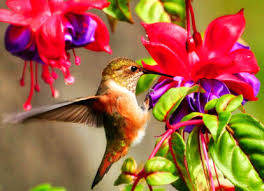 Desenhos de Rufous Hummingbird Jigsaw Puzzle para colorir