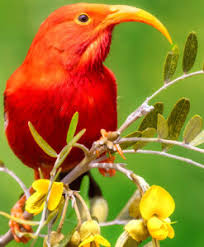 Desenhos de Scarlet Ibis Jigsaw Puzzle para colorir