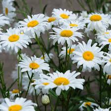 Desenhos de Shasta Daisy Flower Jigsaw Puzzle 2 para colorir