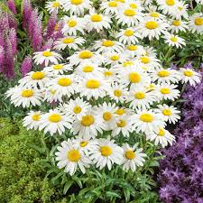 Desenhos de Shasta Daisy Flower Jigsaw Puzzle para colorir
