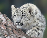Snow Leopard Jigsaw Puzzle