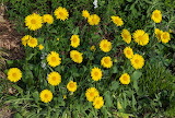 Spring Yellow Leopard’s Bane Jigsaw Puzzle