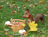 Desenhos de Squirrel and Hazelnuts Jigsaw Puzzle para colorir