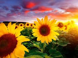 Desenhos de Sunset Sunflowers Jigsaw Puzzle para colorir