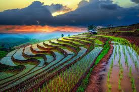 Terraced Rice Paddies Jigsaw Puzzle