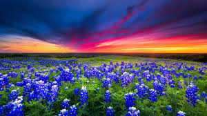 Desenhos de Texas Bluebonnets Jigsaw Puzzle para colorir