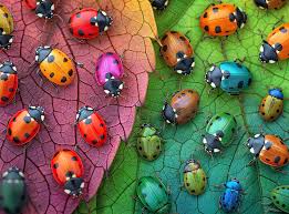 Desenhos de The Ladybug Rainbow Jigsaw Puzzle para colorir