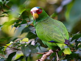 White-fronted Amazon Jigsaw Puzzle 2